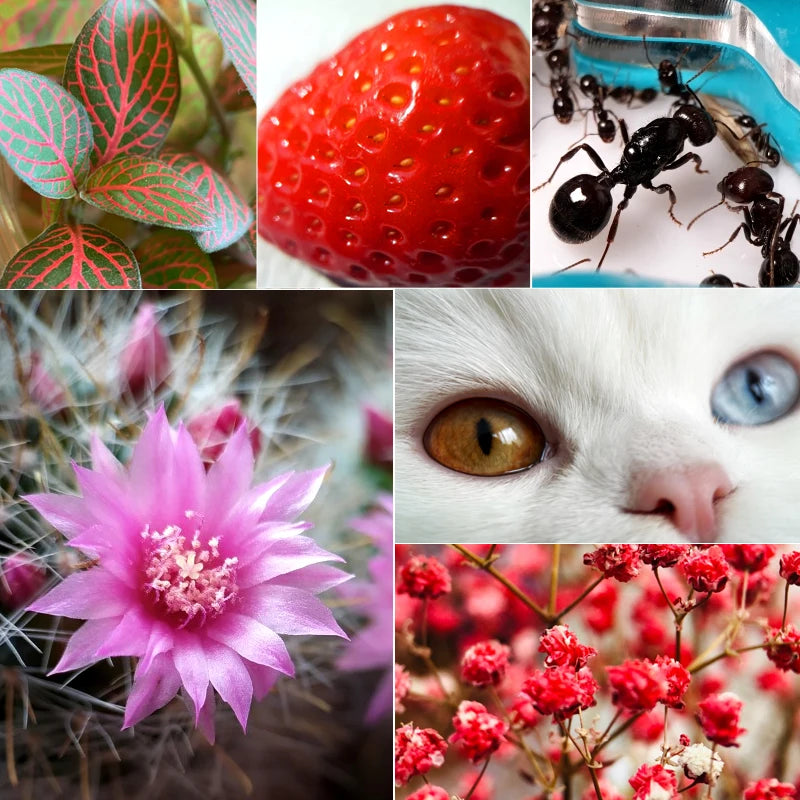 Ulanzi Universal 75mm Macro Phone Lens With Clip Professional Phone Camera Lens For iPhone 15 14 Samsung S20 Plus Huawei Xiaomi